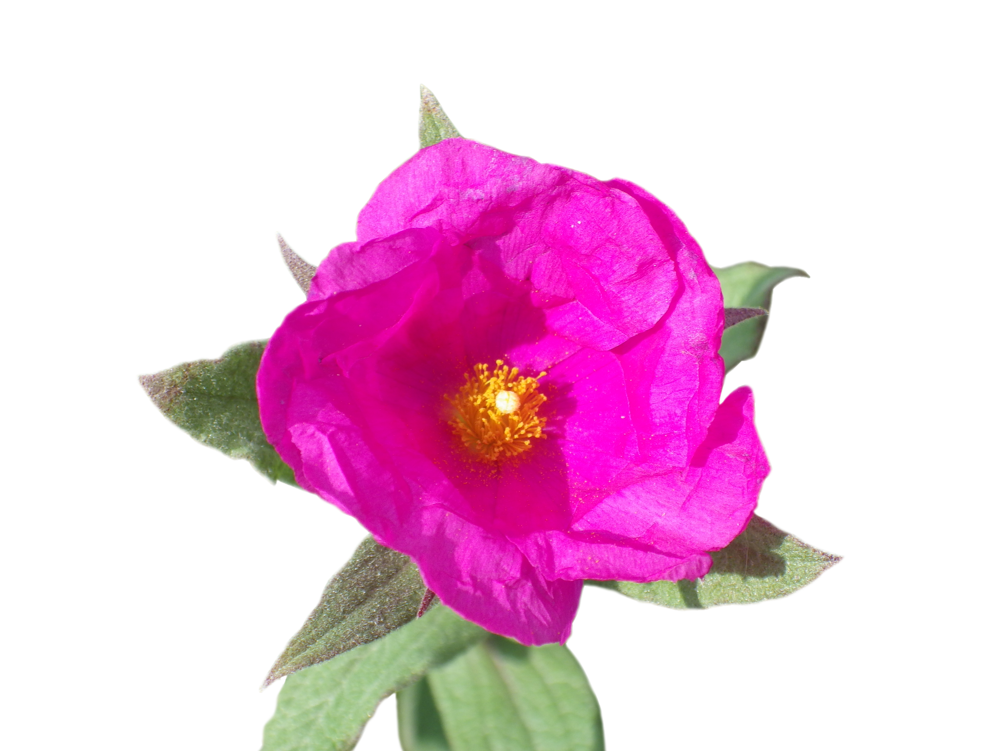 Skalná ruža – Cistus incanus