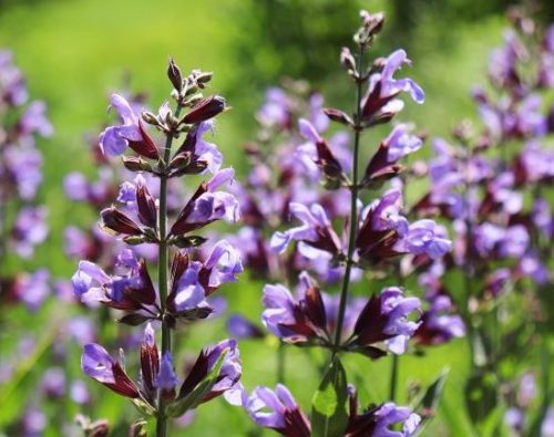 Šalvia lekárska – Salvia officinalis
